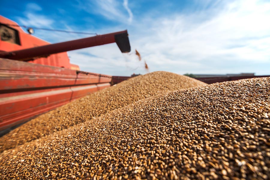 Blé et sécurité alimentaire logistique